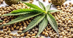 Exploring the Best Marijuana Seeds Nevada Has to Offer 1